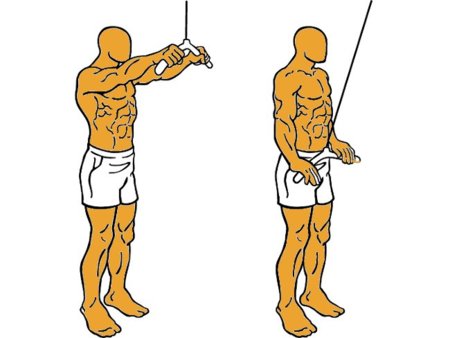 ejercicios para hipertrofia de espalda